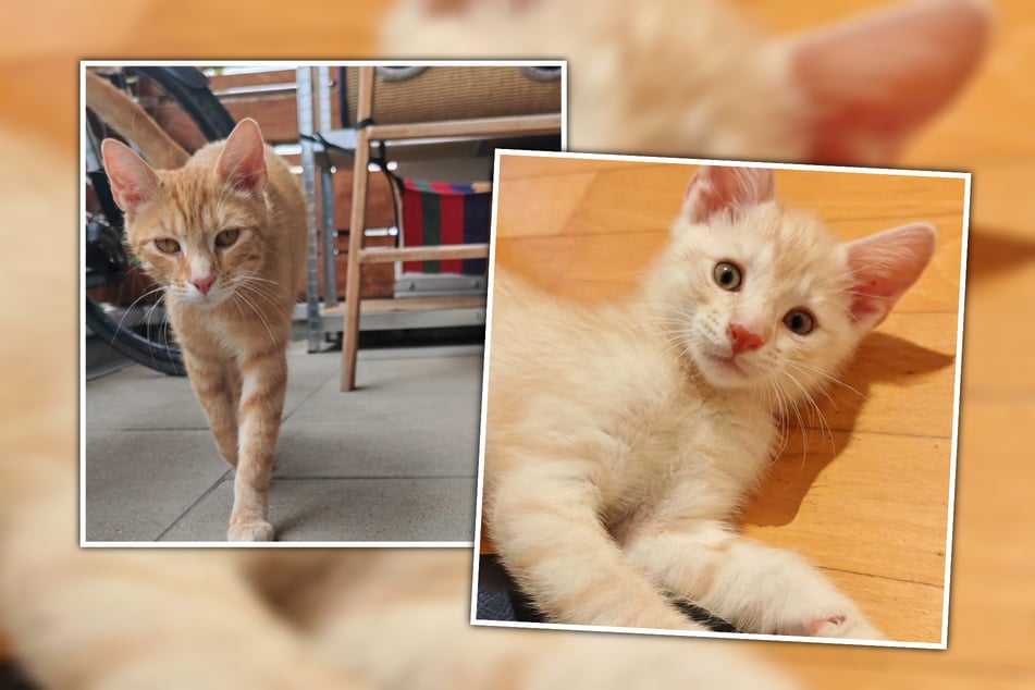 Die Katzen-Mama und ihr Sohn blieben als einzige zurück.