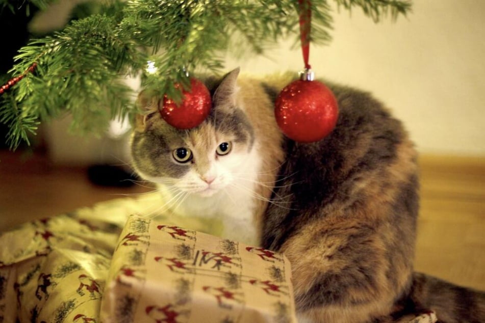 Eine Miez ist kein Geschenk! (Symbolbild)