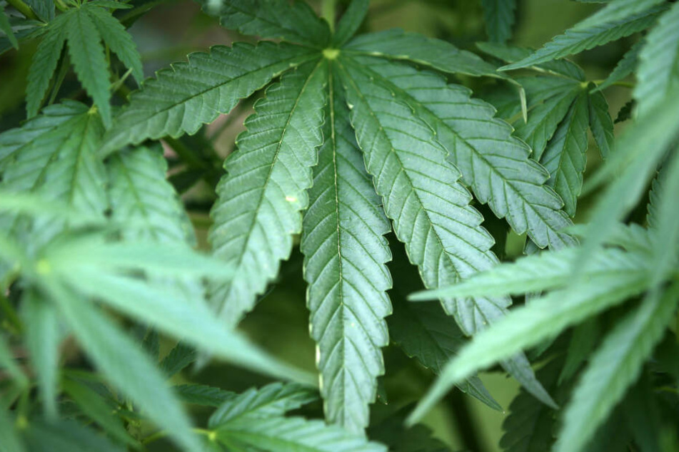 Nicht nur zum Rauchen gut: Cannabis. (Symbolbild)