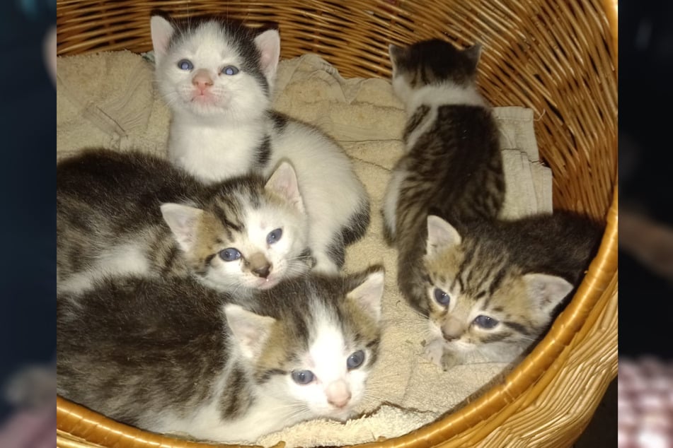 "Natürlich müssen auch Streuner kastriert werden. Das Problem beginnt jedoch bereits bei Hauskatzen mit Freigang", so die Katzensitterin.