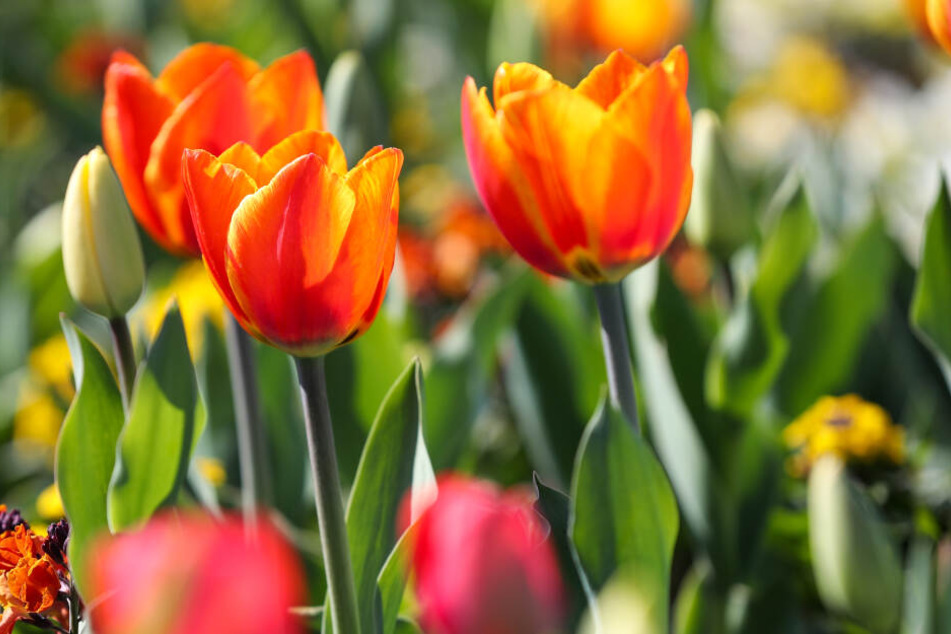 Tulpen blühen auf der Landesgartenschau in Frankenberg/Sachsen. Knapp zwei Jahre nach dem ersten Spatenstich auf einer Industriebrache öffnet am Samstag (20. April) die 8. Landesgartenschau.