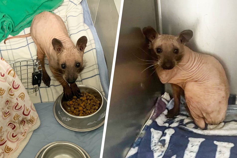 Cat or mouse? Hairless mystery animal baffles homeowner!