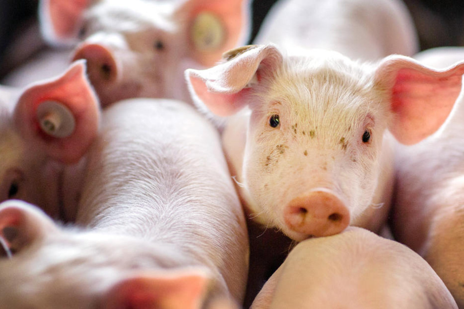 Die Schweine im Stall blieben unverletzt. (Symbolbild)