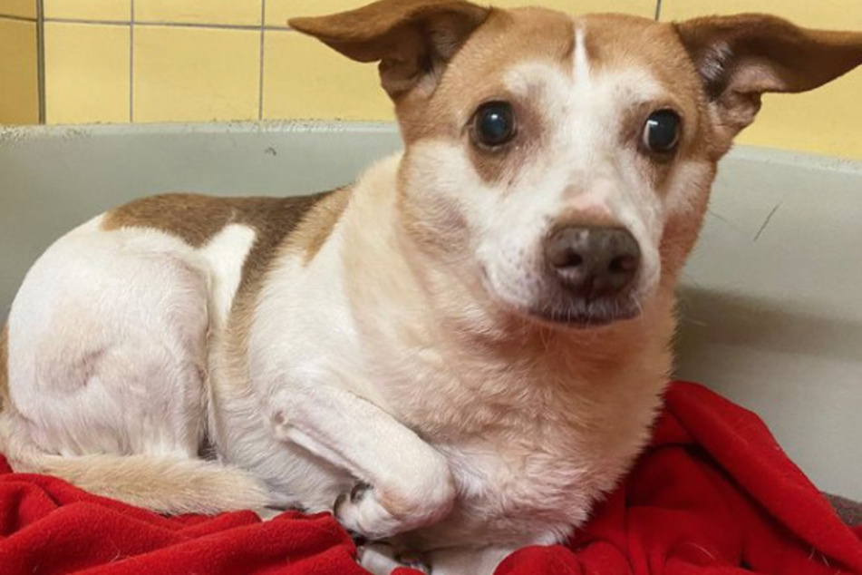 Mischlingshündin Olga war mit 49 anderen Hunden und Katzen in einem Kölner Hinterhof eingeschlossen.