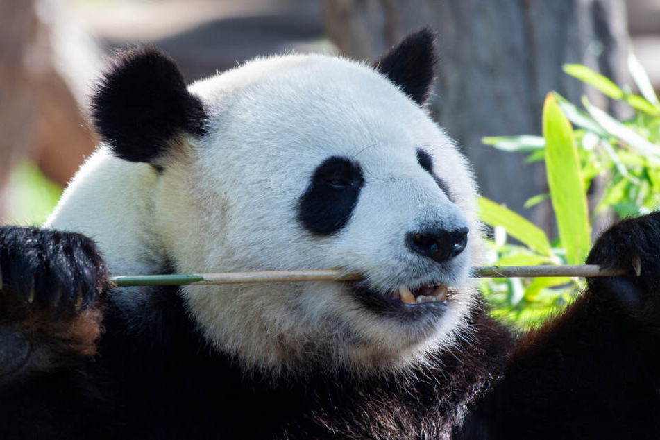 Der Panda-Mann Jiao Qing läßt es sich in seinem Gehege im Zoo schmecken, während Panda-Dame Meng-Meng sich hinter den Kulissen um die am Wochenende geborenen zwei Jungtiere kümmert.