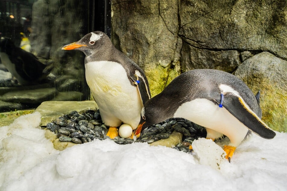 Der schwule Pinguin Sphen (links) hinterlässt seinen Partner Magic und die gemeinsamen Adoptivkinder.