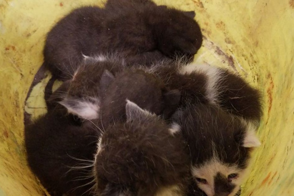 Die sechs kleinen Kätzchen wurden in einen Eimer geworfen und zum Sterben ausgesetzt.