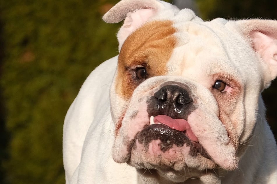 Wildgewordene Bulldogge verbeißt sich in Mann und verletzt ihn schwer