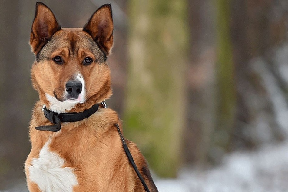 Akita-Mischling Oscar.
