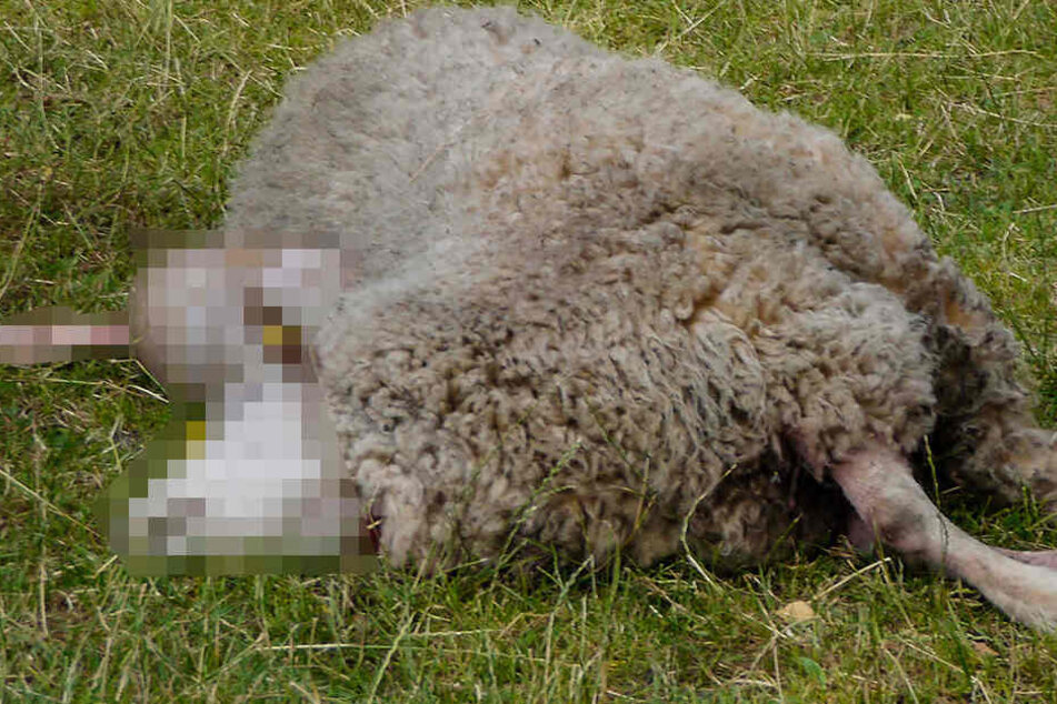 Das Schaf wies einen Kehlbiss auf, ein Indiz für einen Wolfsangriff.