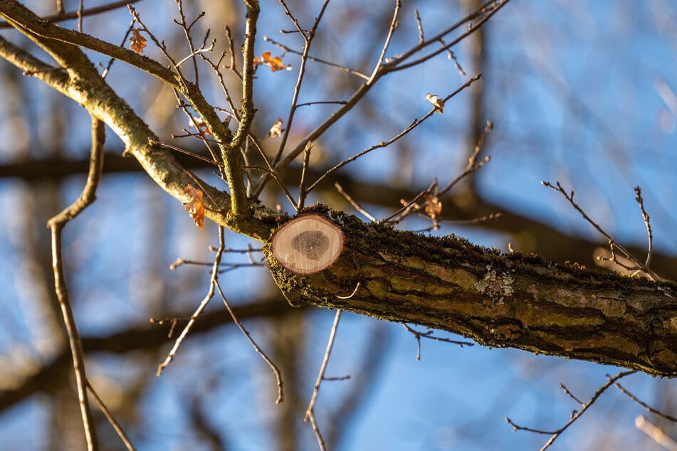 Frisch gestutzt wurde ein über die Straße ragender Ast in Rabenstein schon einen Tag nach seinem Auftauchen im Mängelmelder.