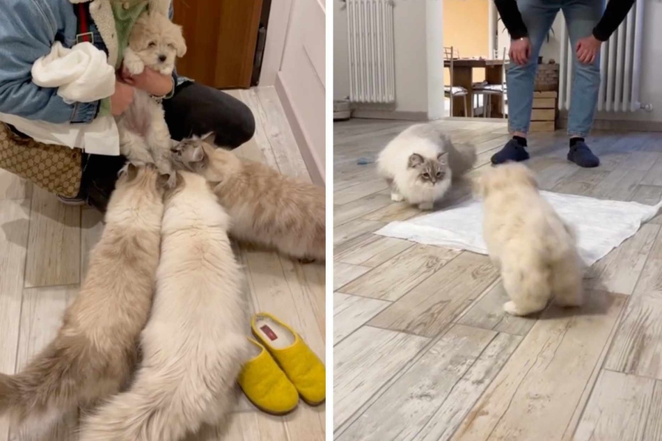 These cats just met a dog for the first time, and let's just say that they have some questions.