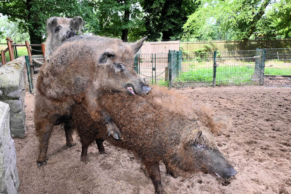 Eber Alf musste während Kriemhilds und Brunhilds Paarungszeit nicht lange um die beiden Damen werben. Damals ging es im Tierpark drunter und drüber.