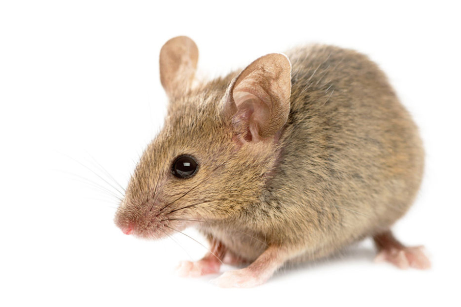 Ein Kellner soll eine kleine Maus vor den Augen der Gäste zertreten haben.