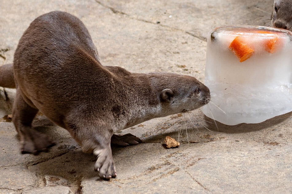 Lecker "Eisbomben" gab es im Dresdner Zoo für die Glattotter.