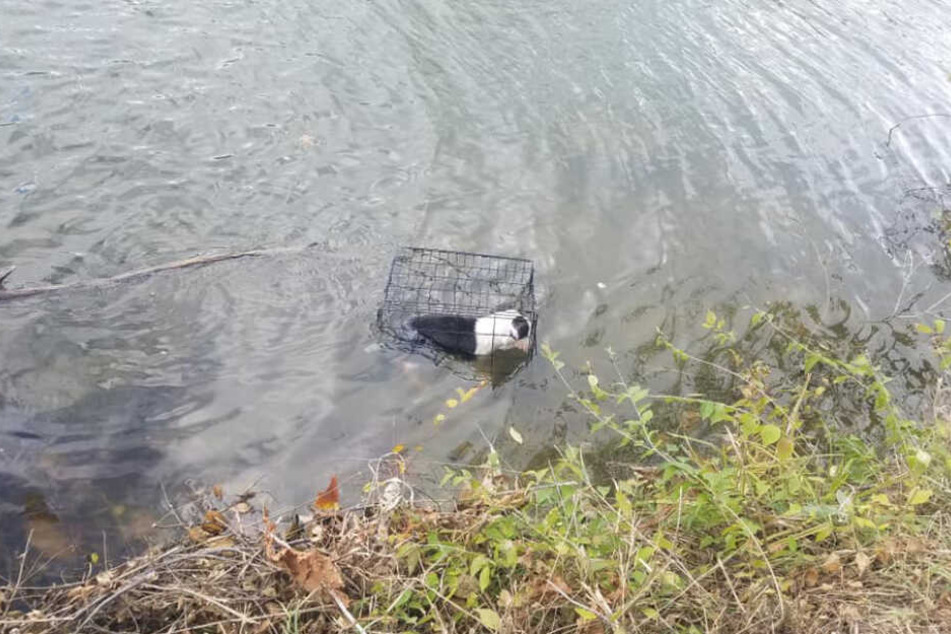 Die kleine Hündin im See.