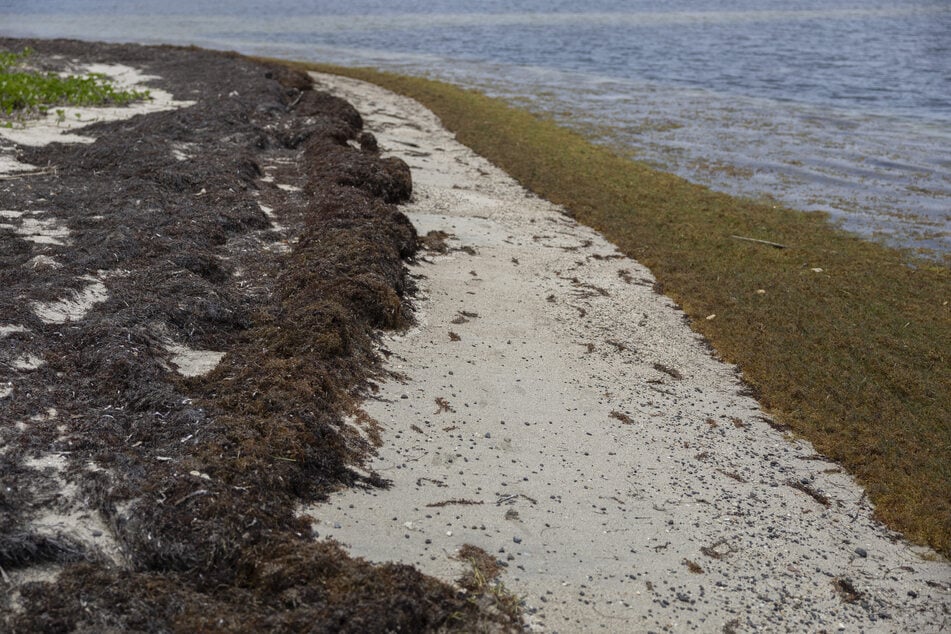 Die giftigen Sargassum-Algen stinken bestialisch, wenn sie an Land liegen.