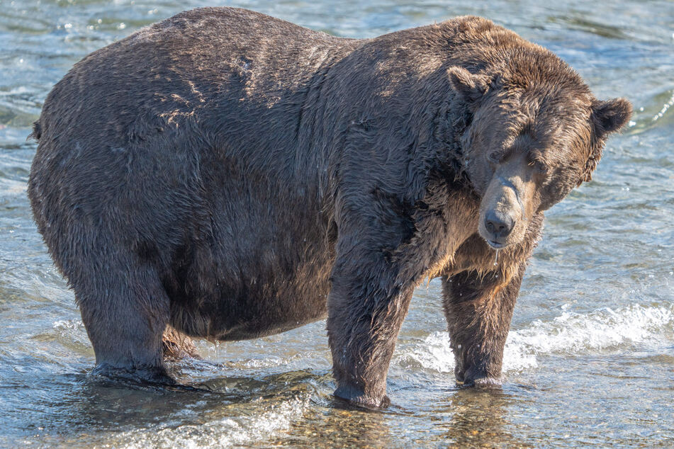 Fat Bear Week 2023: Meet the bears!