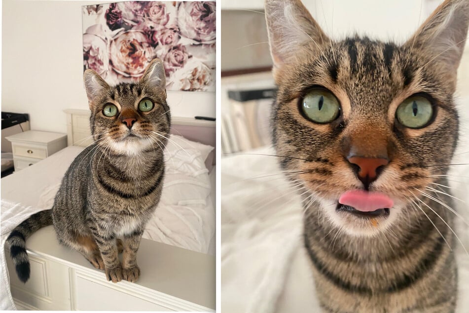 Lillie je v útulku známá pro své krásné oči a klidnou povahu.