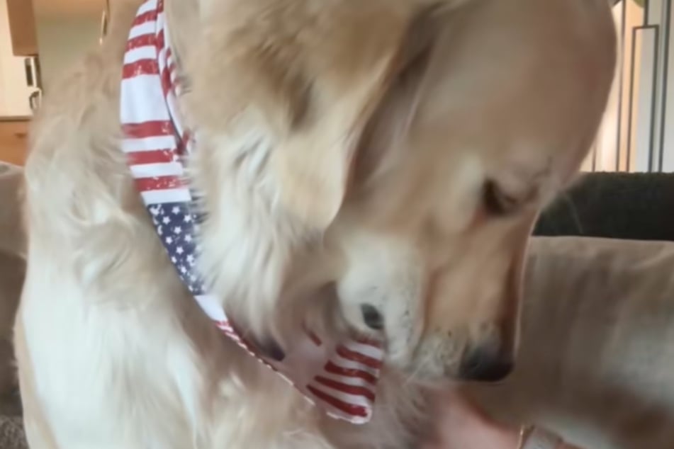 So bitter: Wieder zu Hause ist die Stimmung bei Golden Retriever Atlas auf dem Tiefpunkt.