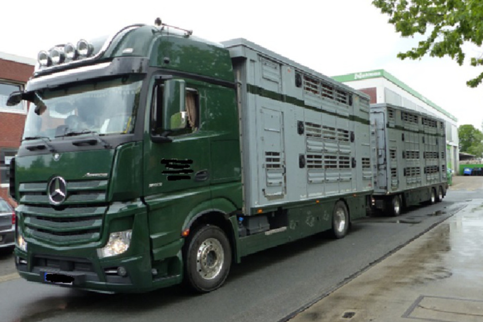 Auf dem Transporter befanden sich rund 60 Schweine zu viel.