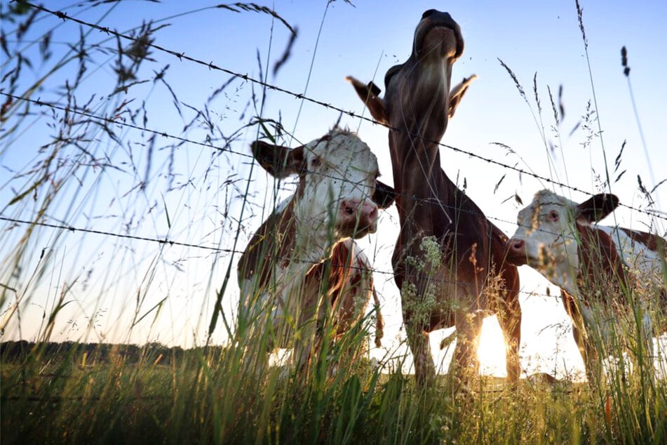 Fieber und weniger Milch: Exotisches Rinder-Virus in Baden-Württemberg nachgewiesen