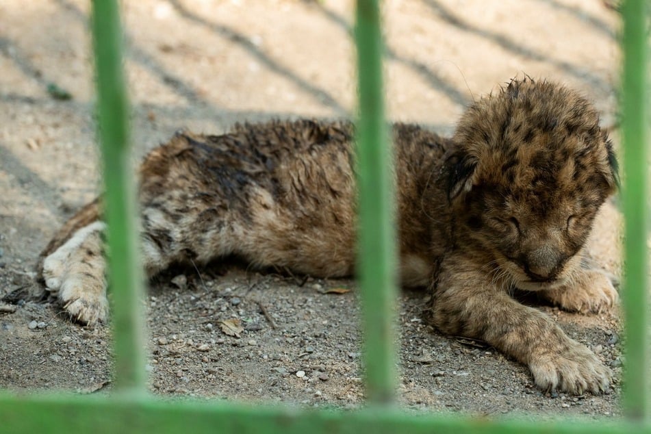 Baby lions dumped in filthy zoo cage and left to struggle for survival alone