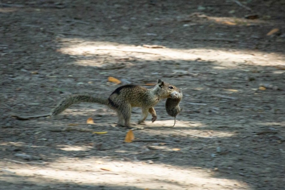 Hunting is a common behavior among squirrels, a new study has found.