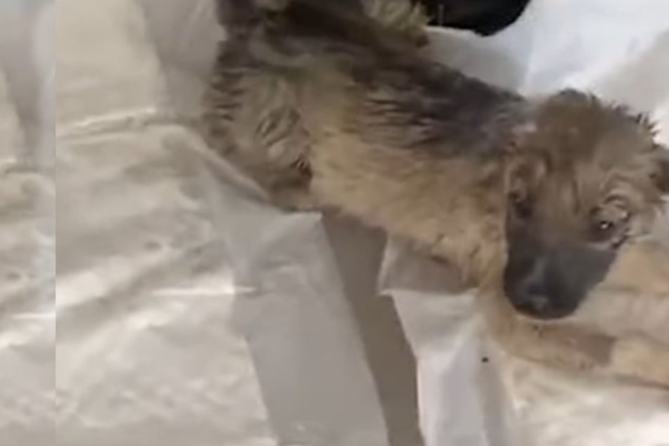 Abandoned puppy struggles for his life before his rescuer figures out what's wrong
