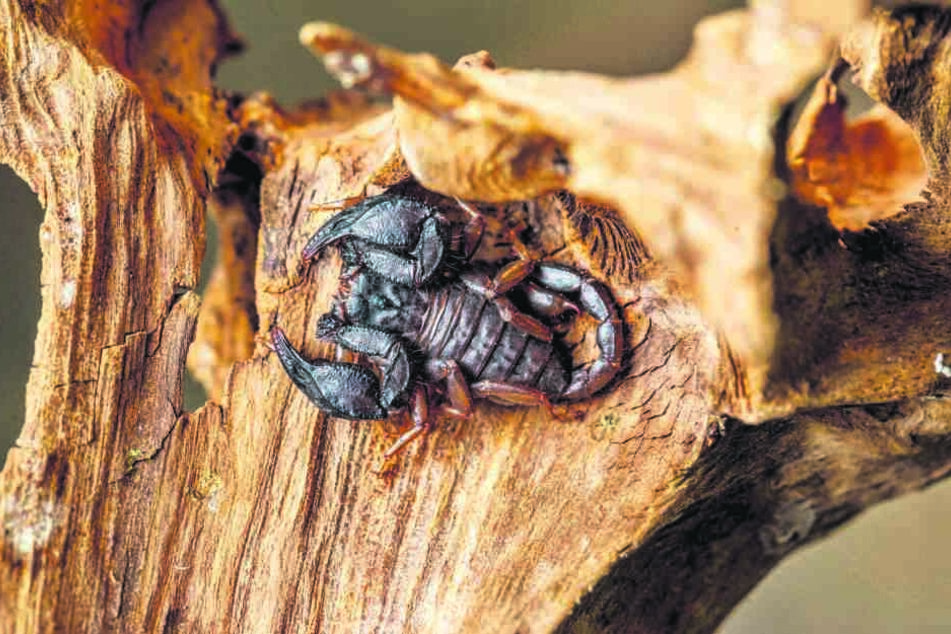 Winzling mit Stachel: Wer nimmt Skorpion "Banana Joe" auf?
