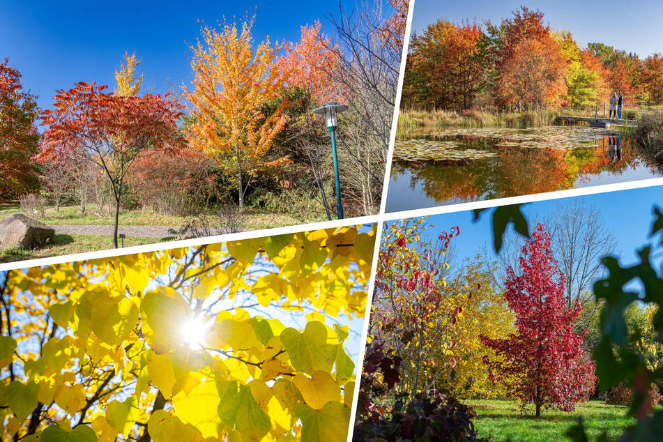 Das solltet Ihr nicht verpassen: So golden strahlt der Herbst nur hier!