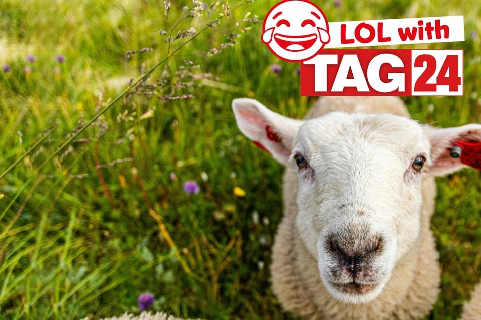 Joke of the Day for January 19, 2026: Start your week with a laugh.