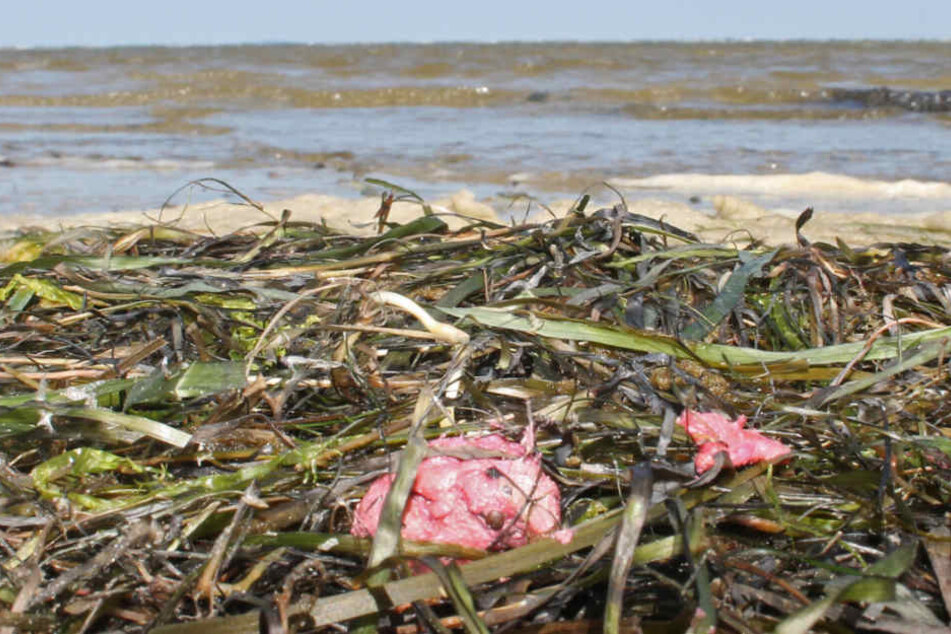 Schmierfettähnliche Klumpen liegen am Ufer des Greifswalder Boddens und des östlichen Strelasunds.