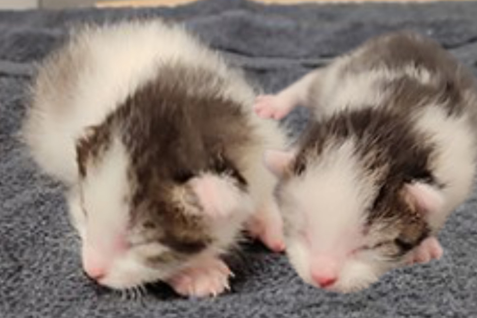 Mutterlose Babykatzen wären fast gestorben: Dringend "Start-ins-Leben"-Paten gesucht!