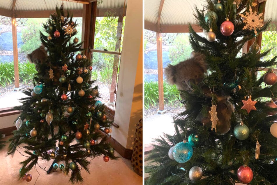 A cute koala bear clung to the family Christmas tree.