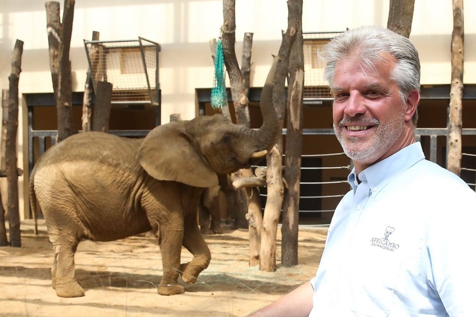 Ist er für den Tod mehrerer Tiere verantwortlich? Kündigungen von Magdeburgs Ex-Zoochef Fall fürs Gericht