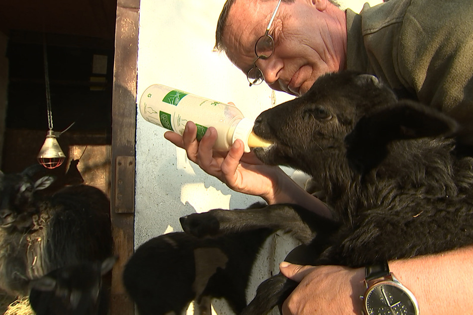 Tierpfleger Mike Rebarz muss die Lämmer mit Flasche und Spritze aufziehen..