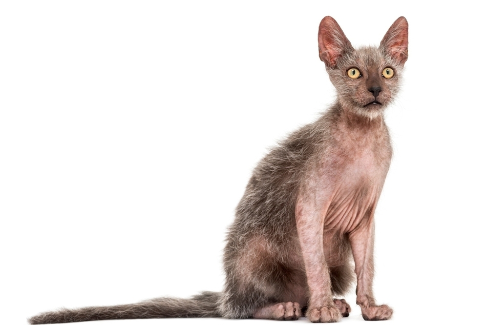 The lykoi is a bizarre and disturbing-looking cat breed.