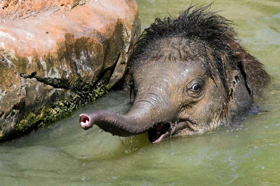 Ein halbes Jahr schon alt? Da macht selbst der kleine Elefant große Augen.
