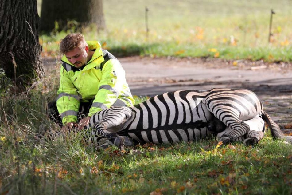 Angelo Madel, Zirkus-Dompteur, kniet neben dem toten Zebra Pumba.