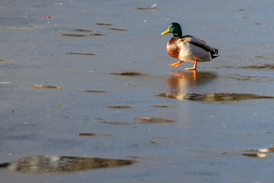Durch die milden Temperaturen werden die Eisflächen dünn und damit gefährlich. (Symbolbild)