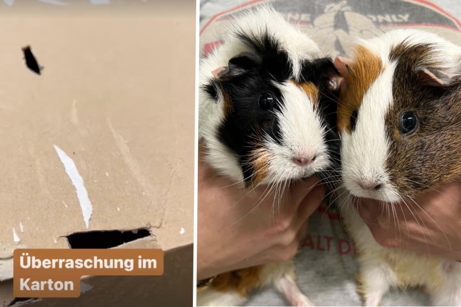 Gisela und Ulrike lösten in der Community des Tierheims eine Welle der Empörung aus.