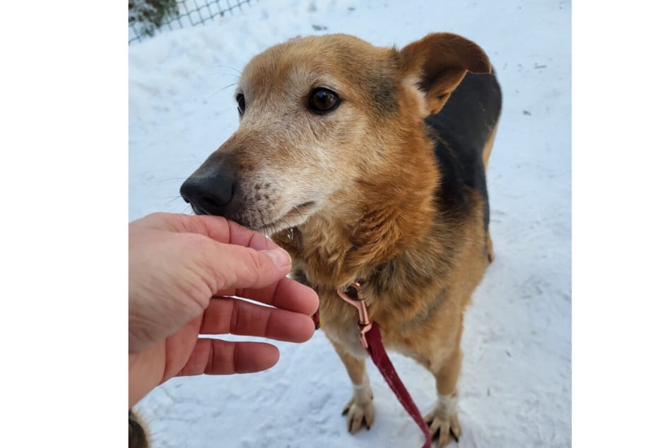 Der Vierbeiner sehnt sich danach, bald das Tierheim hinter sich zu lassen.