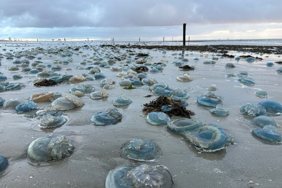Am Strand von Norderney wurden mehrere Hundert tote Wurzelmundquallen angespült.