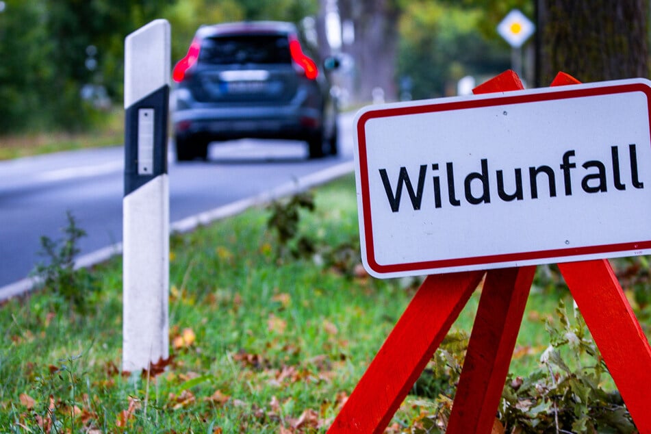 Wildwechsel im Nebel: Fünf Unfälle und zwei tote Rehe in wenigen Stunden