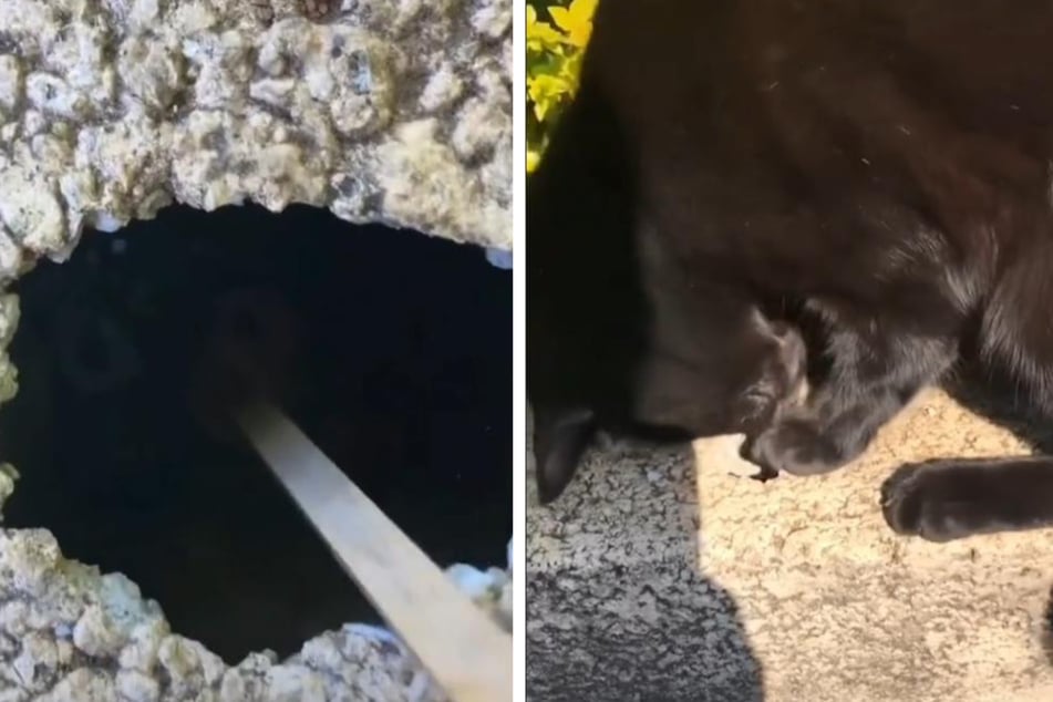 Baby wirft Schlüsselbund in ein Loch - was eine Katze dann tut, sorgt für Begeisterung