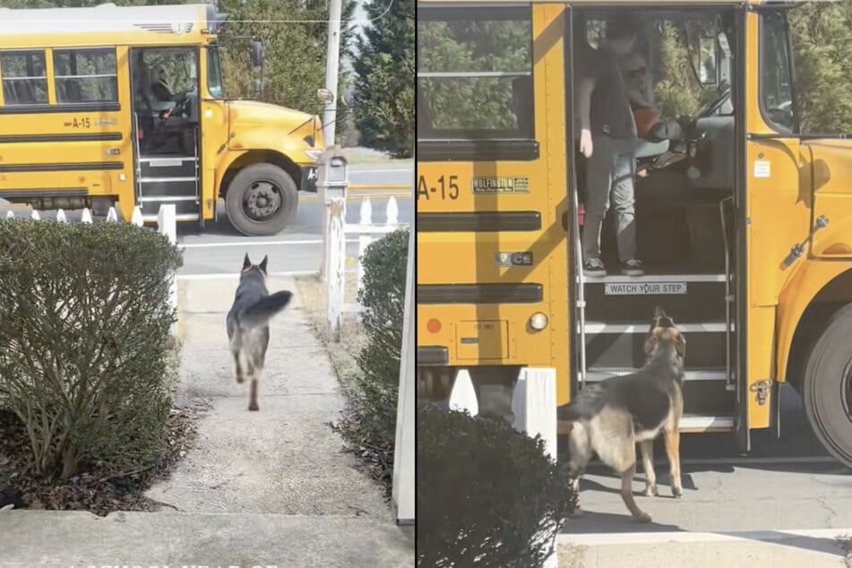 Mittlerweile ist der Vierbeiner auch bei den anderen Schülern und der Busfahrerin beliebt und eine kleine Sensation.