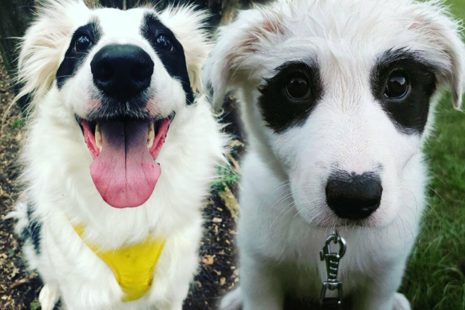Maisie the border collie reminds Twitter users of a panda. Since the original picture (r.) was taken, Maisie has grown considerably (collage).