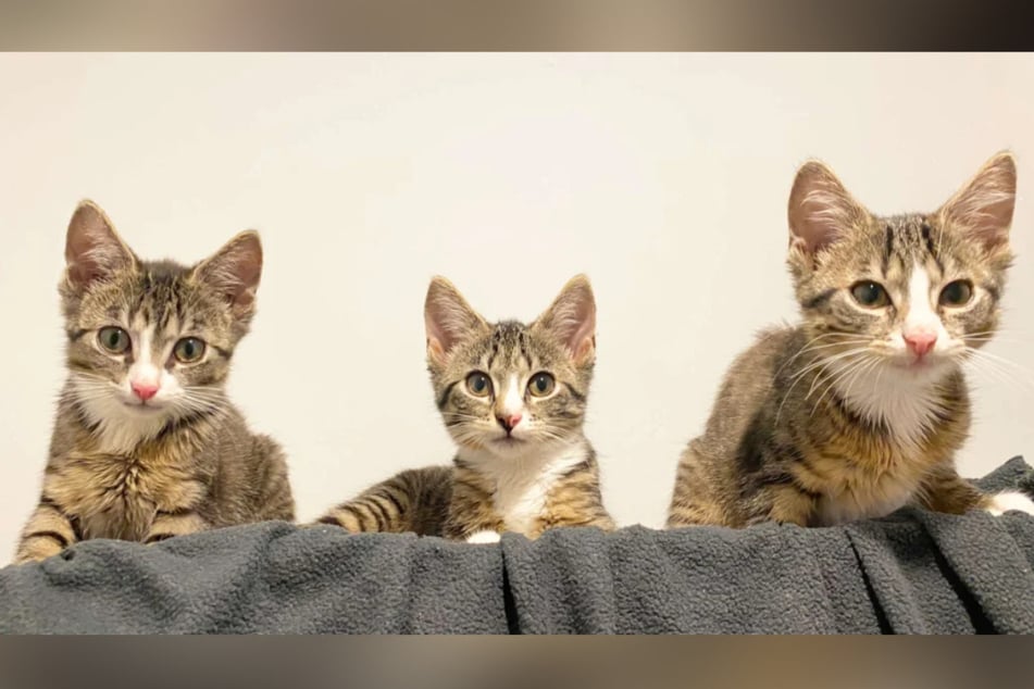 Das niedliche Trio ist menschenbezogen und verspielt.