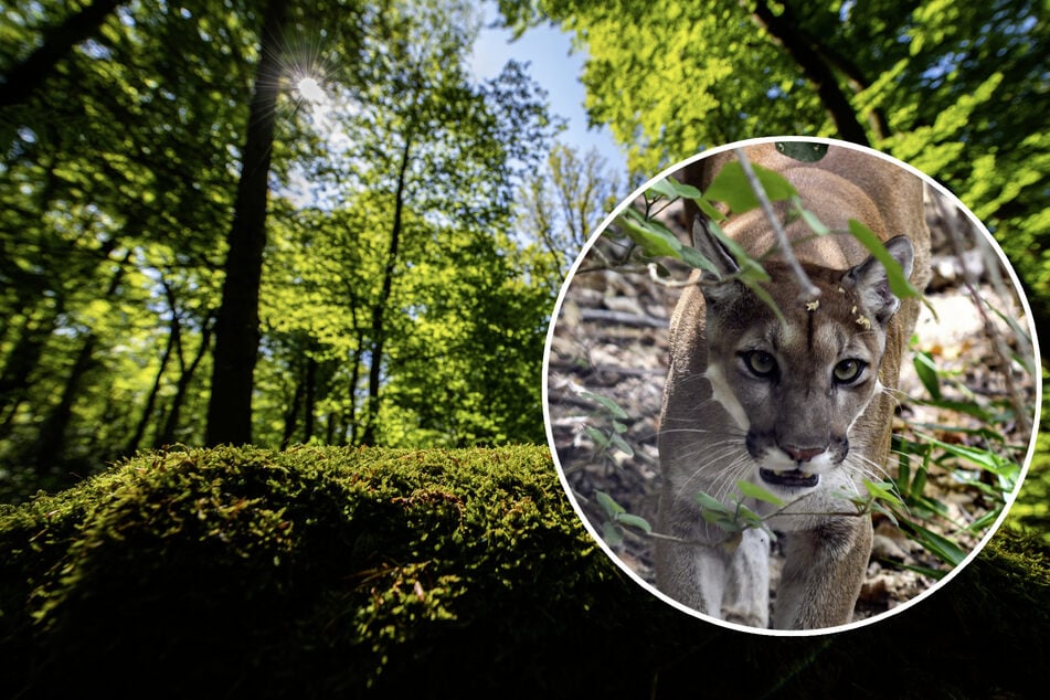 Tier-Attacke im Nationalpark! Puma beißt Jungen (4)